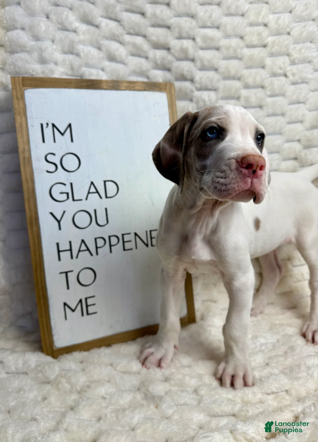 Great Dane dogs for sale: Blue Fawnquin Headed Pied (Heavy Euro) - Ad 2