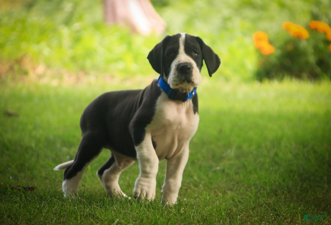 Great Dane dogs Clark Great Dane  - Ad 2