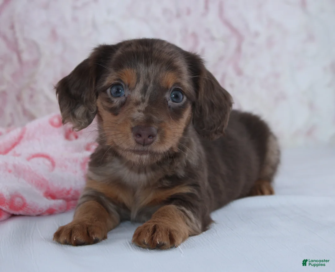 Miniature Dachshund dogs for sale: Becca - Ad 5