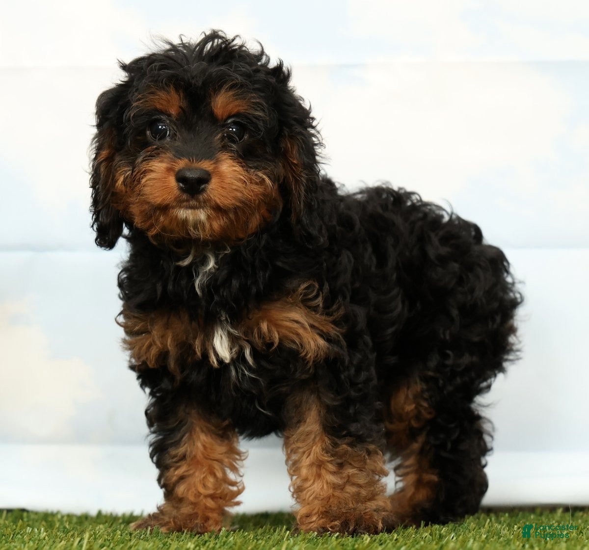 Cavapoo dogs Jet - Ad 1