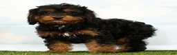 Cavapoo dogs for sale: Jet - Ad 1
