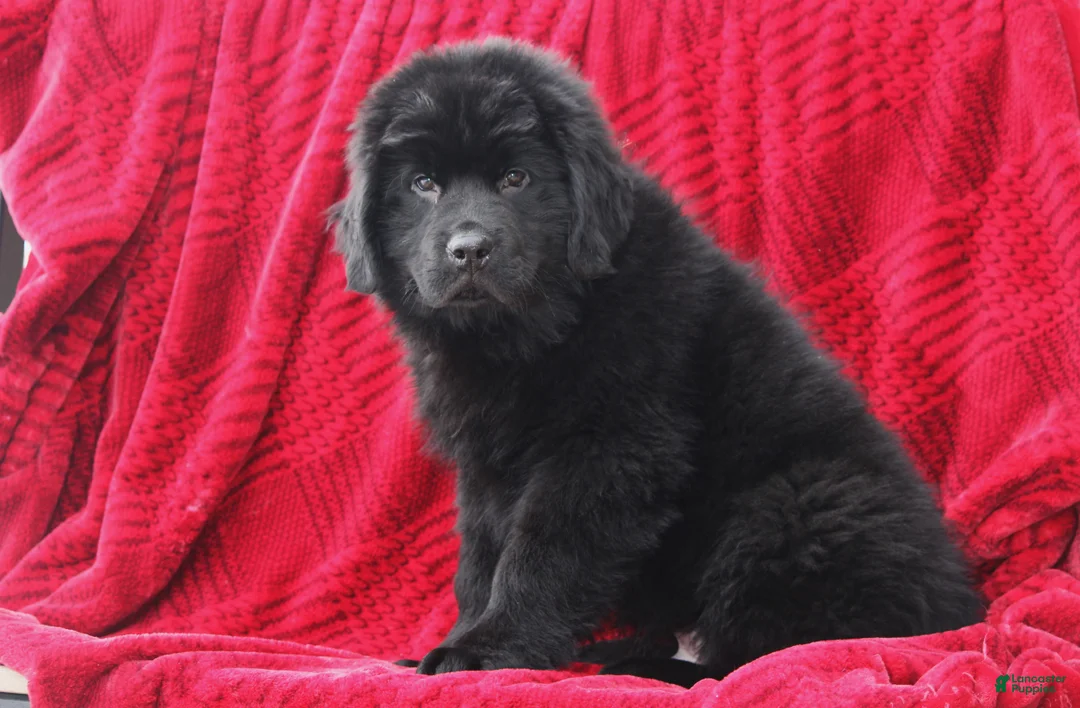 Newfoundland dogs for sale: Theo - Ad 2