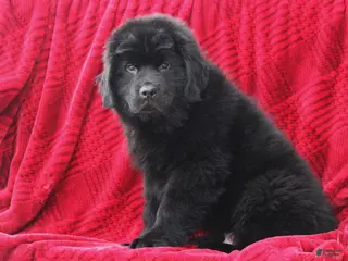 Newfoundland dogs Theo - Ad 2