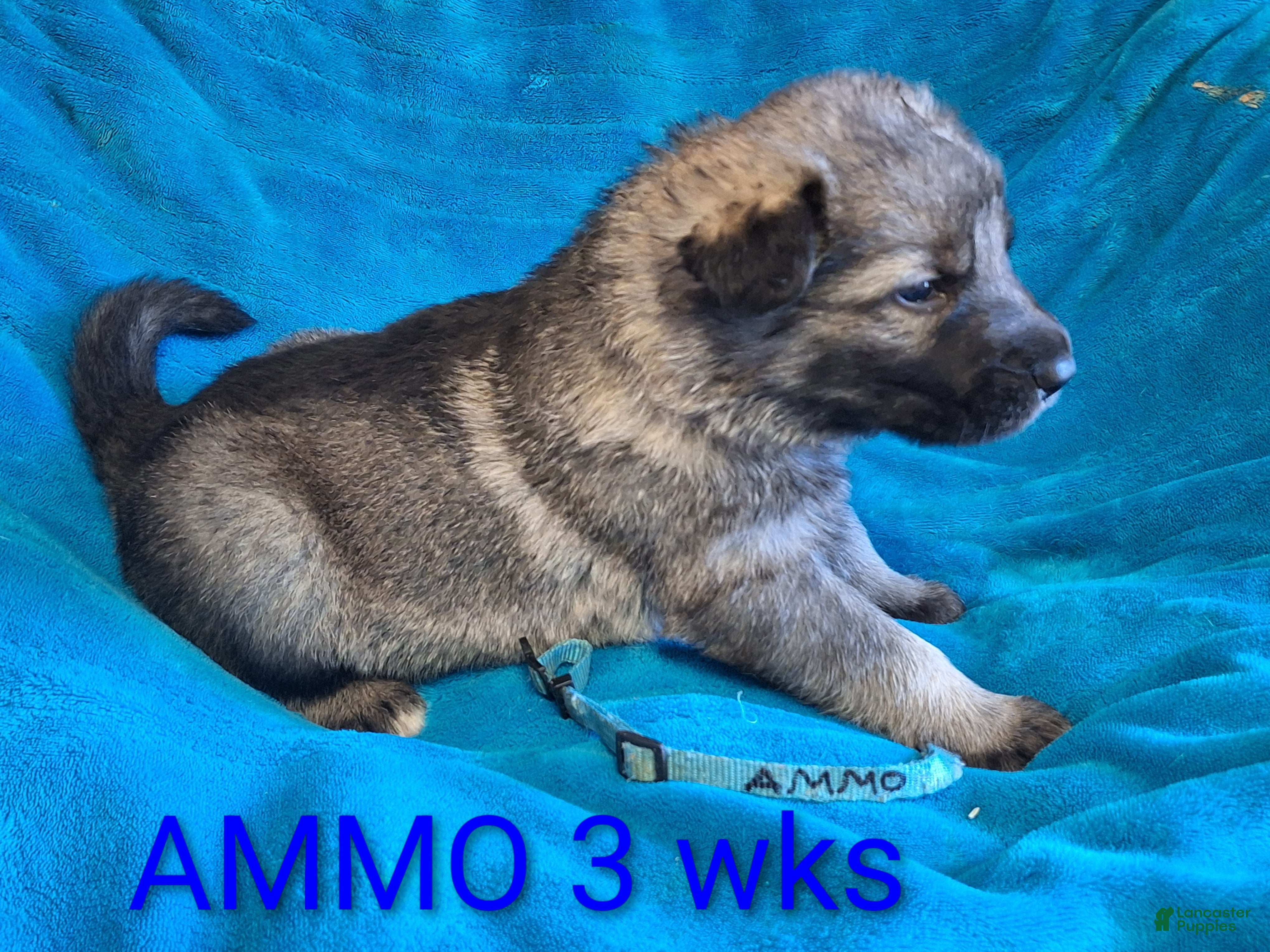 German Shepherd dogs AMMO Silver sable male pup! - Ad 1
