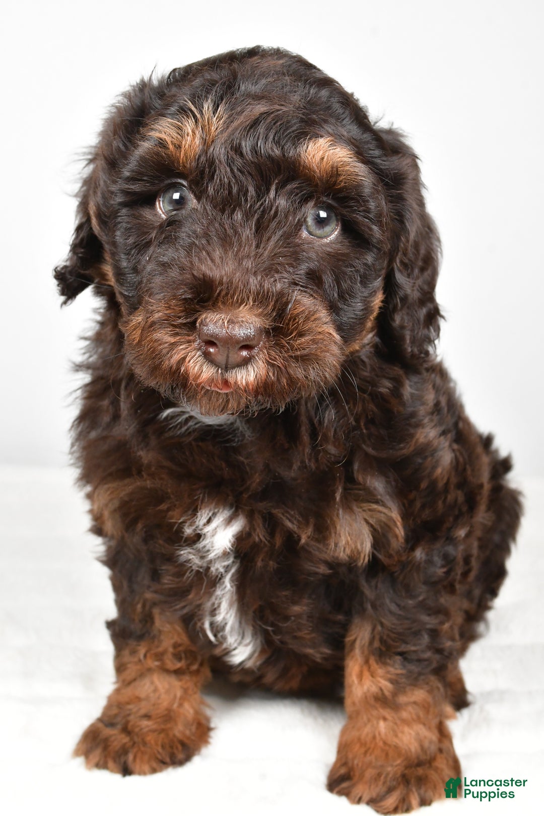 Mixed Breed dogs for sale: Mari - Ad 8