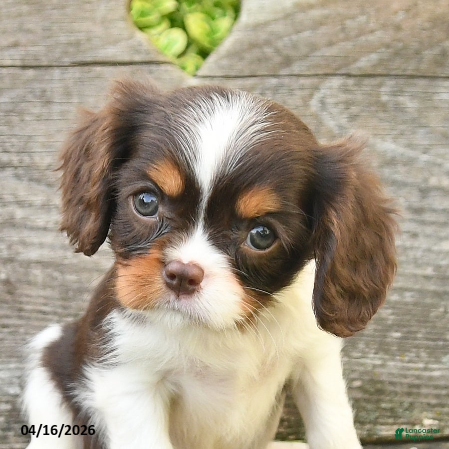 Cavalier King Charles Spaniel dogs Tessa - Ad 2