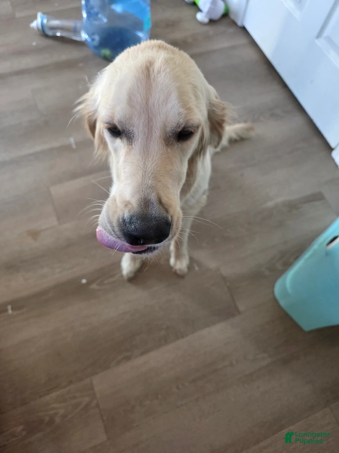 Goberian dogs for sale: Goberian Puppy 2 - Ad 3