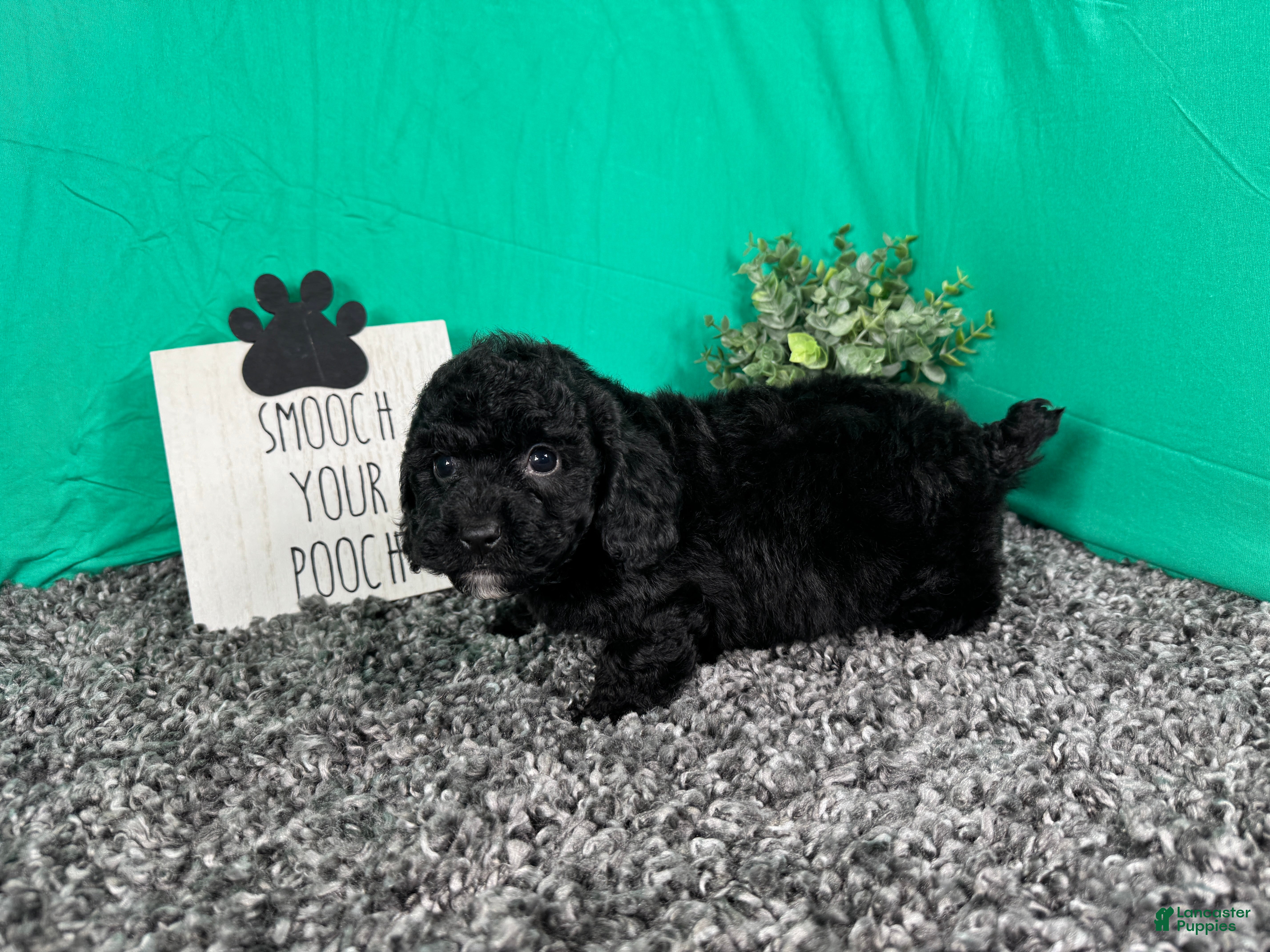 Miniature Poodle dogs Miniature Poodle 4 - Ad 19
