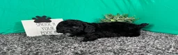 Miniature Poodle dogs for sale: Miniature Poodle 4 - Ad 1