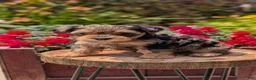 Yorkiepoo dogs for sale: Zoey - Ad 7