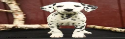 Dalmatian dogs for sale: Jeep - Ad 3