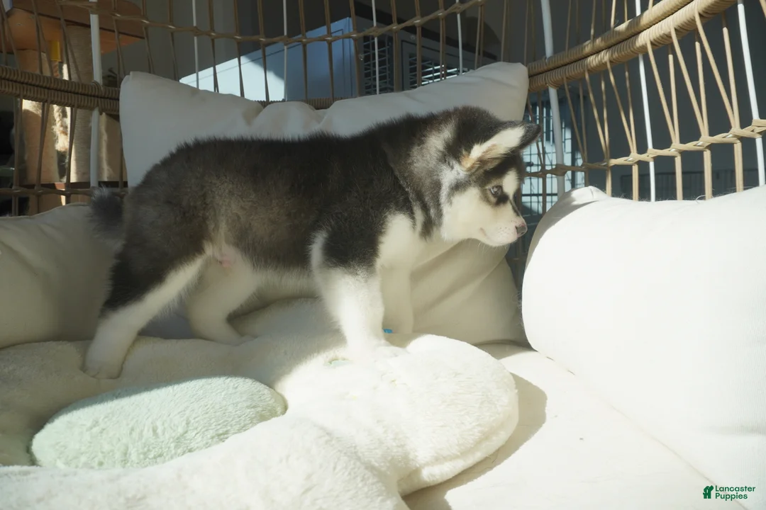 Alaskan Malamute dogs for sale: Saseme - Ad 13