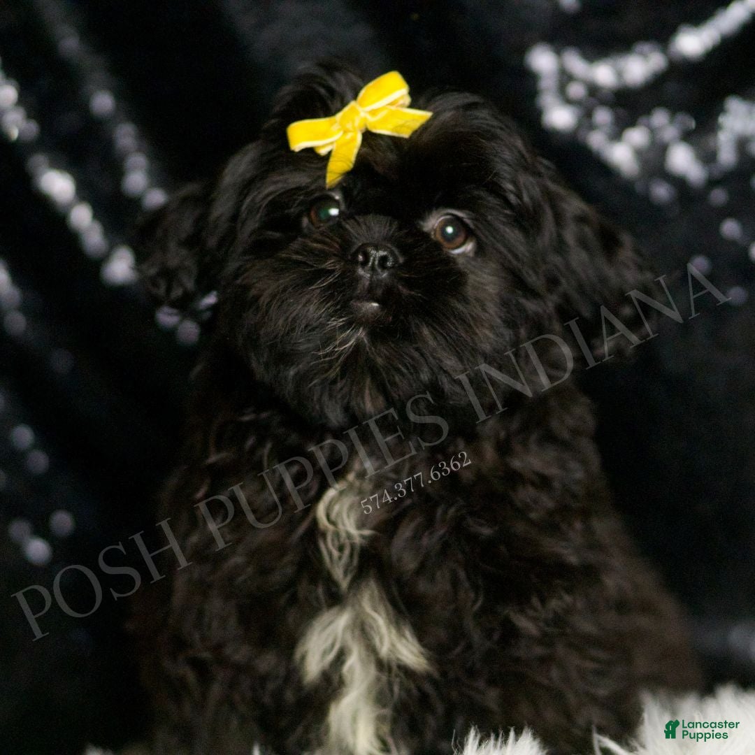 Shih Tzu dogs Frank - Ad 1