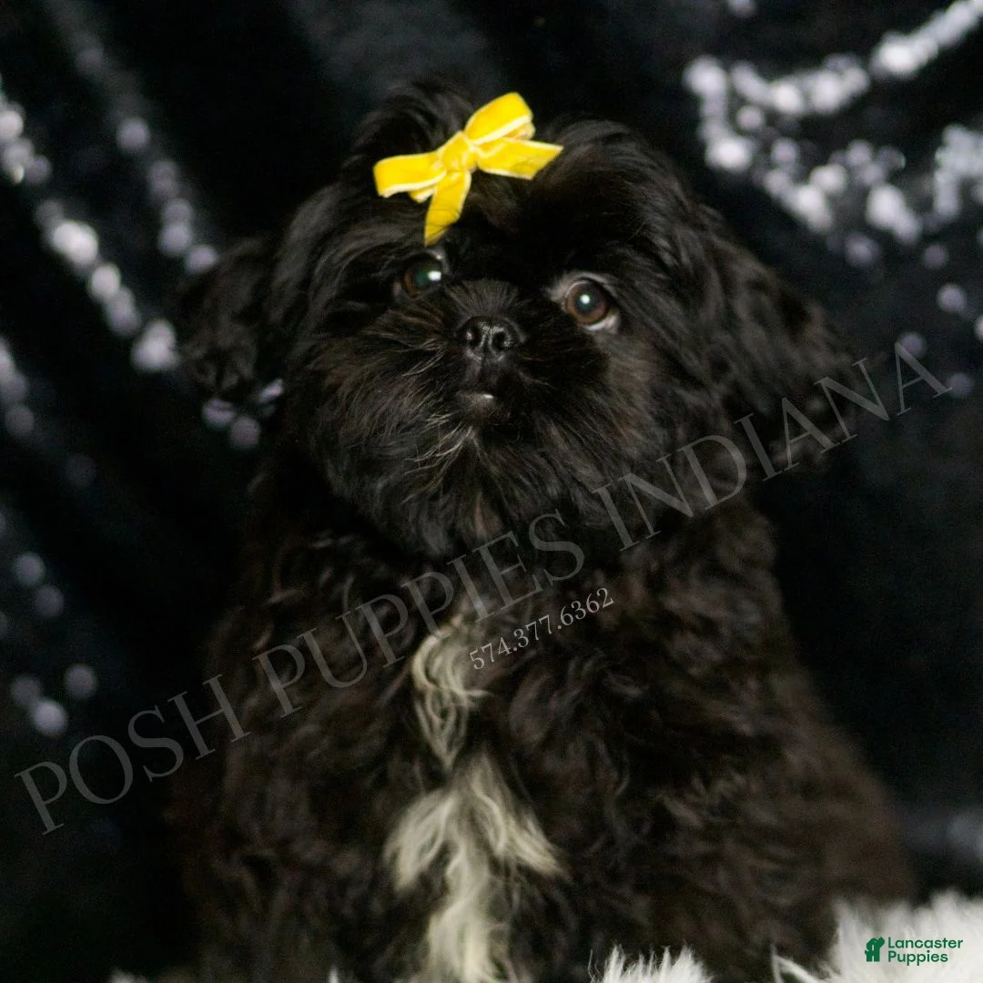 Shih Tzu dogs for sale: Frank - Ad 1