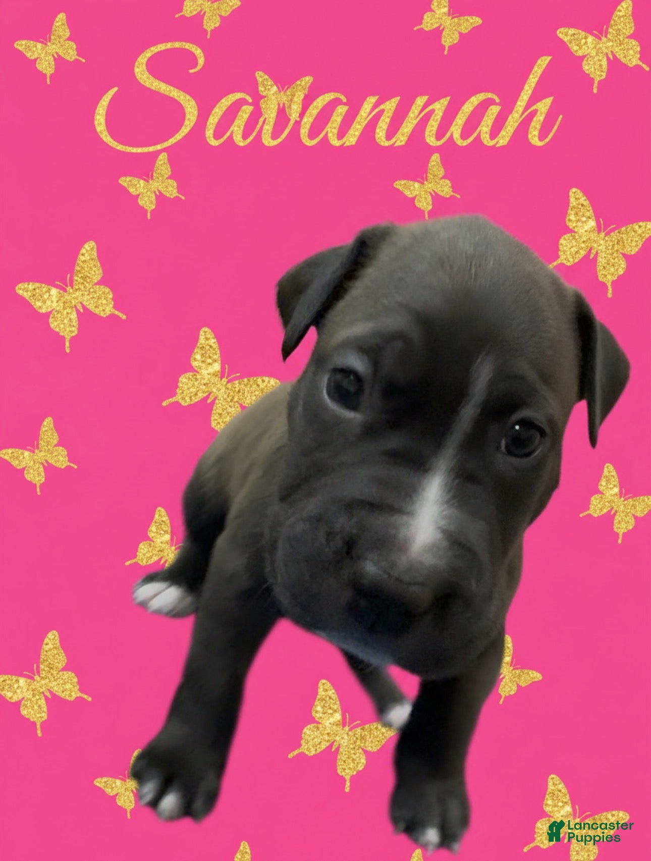 American Pit Bull Terrier dogs Savannah  - Ad 22