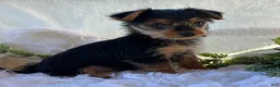 Yorkshire Terrier dogs for sale: MR Pepsi - Ad 1