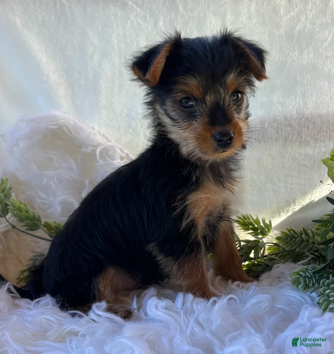 Yorkshire Terrier dogs for sale: MR Pepsi - Ad 1