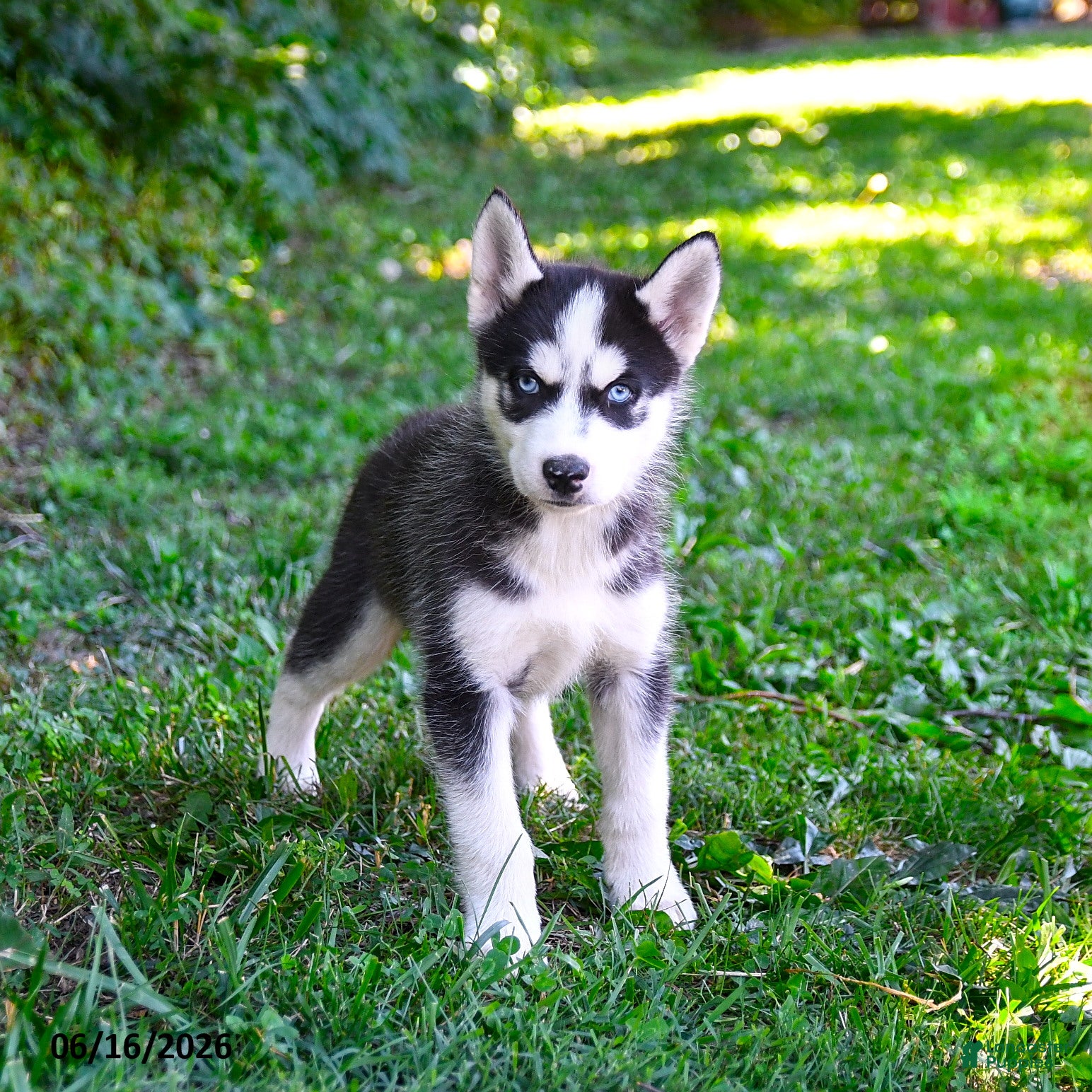 Alaskan Husky dogs Alastair - Ad 1