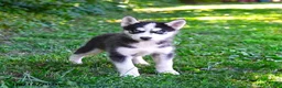 Alaskan Husky dogs for sale: Alastair - Ad 1