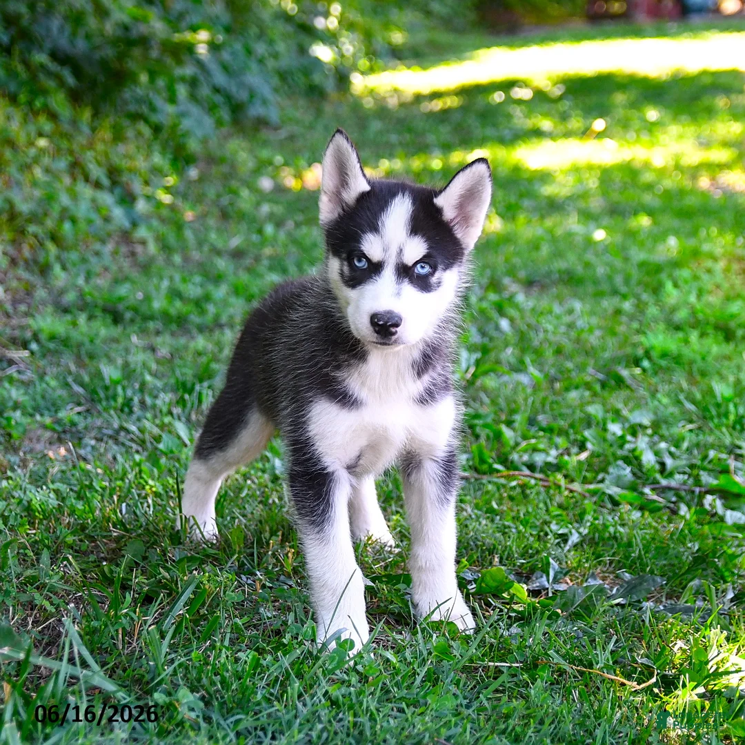 Alaskan Husky dogs for sale: Alastair - Ad 1