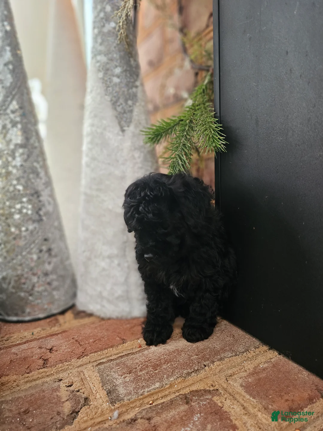 Toy Poodle dogs for sale: Toy Poodle Puppy 3 - Ad 3