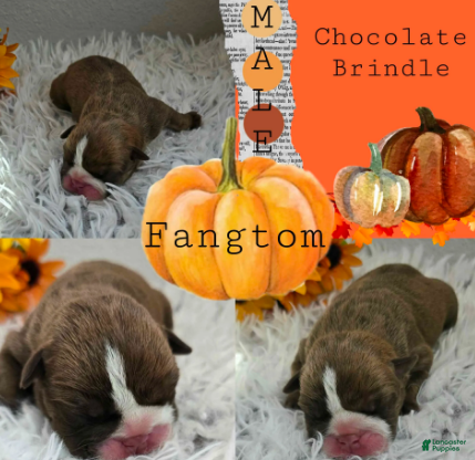 English Bulldog dogs Fangtom - Ad 3