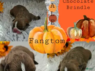 English Bulldog dogs Fangtom - Ad 8