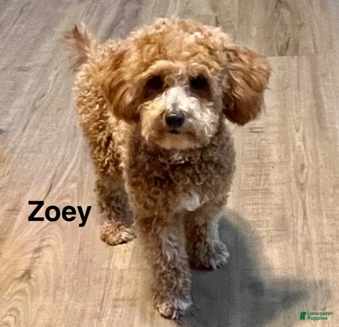 Mini Goldendoodle dogs for sale: Mini Goldendoodle 1 Conner - Ad 4