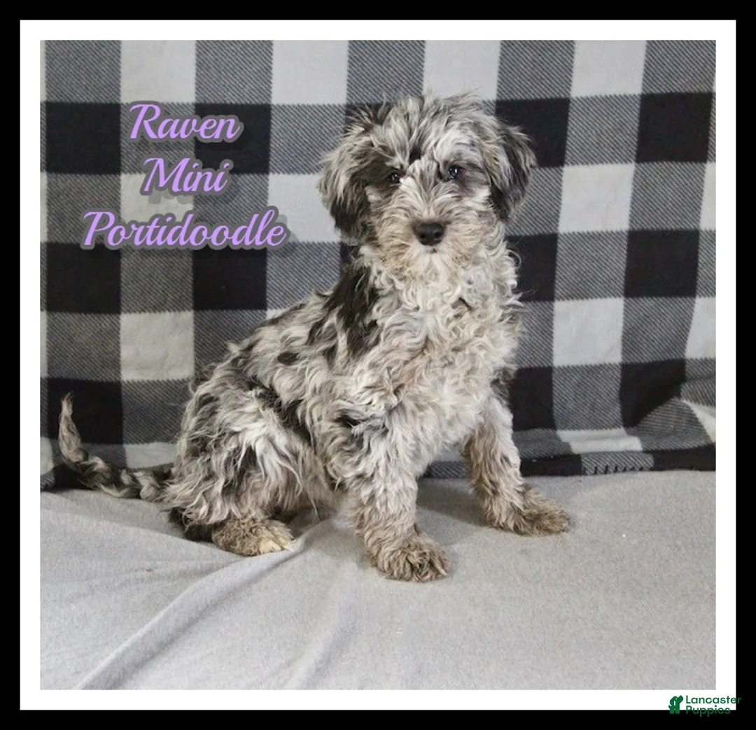 Mixed Breed dogs for sale: Raven - Ad 1