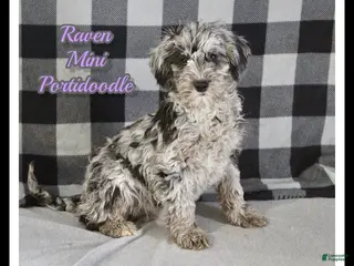 Mixed Breed dogs Raven - Ad 8