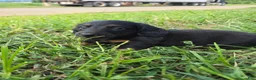 Miniature Dachshund dogs for sale: Miniature Dachshund 5 - Ad 3