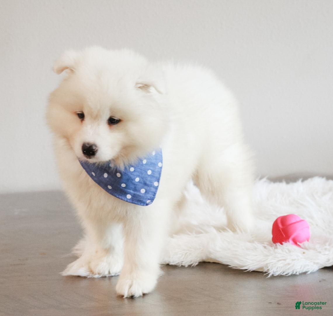 Samoyed dogs HlubHlub - Ad 2
