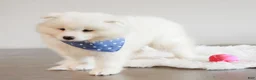Samoyed dogs for sale: HlubHlub - Ad 2