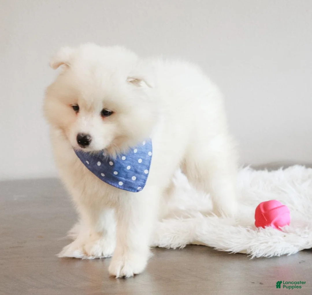 Samoyed dogs for sale: HlubHlub - Ad 2