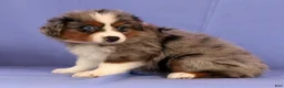 Miniature Australian Shepherd dogs for sale: Joey - Ad 3