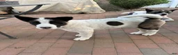 Akita dogs for sale: Stitch - Ad 2