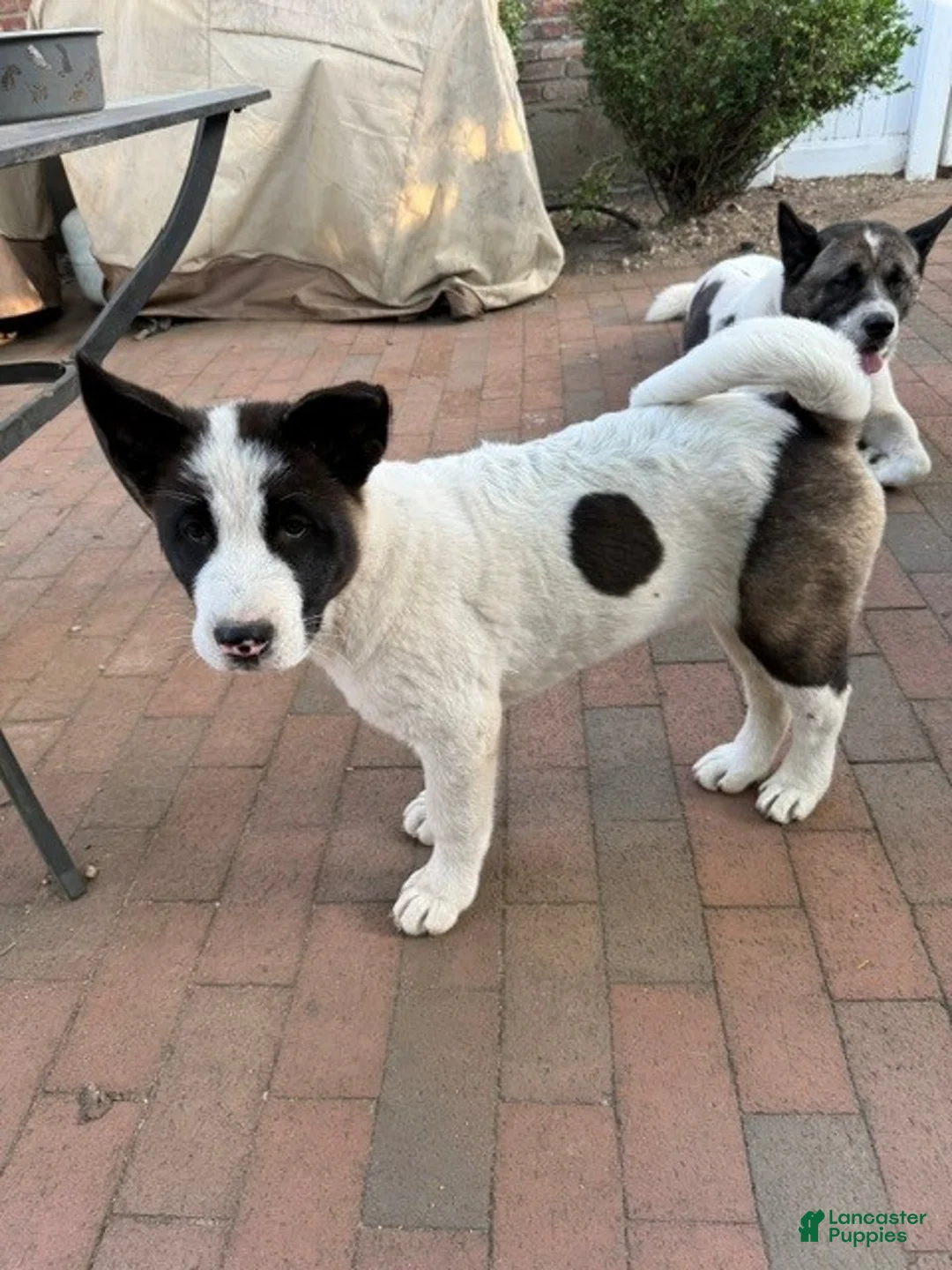 Akita dogs for sale: Stitch - Ad 2