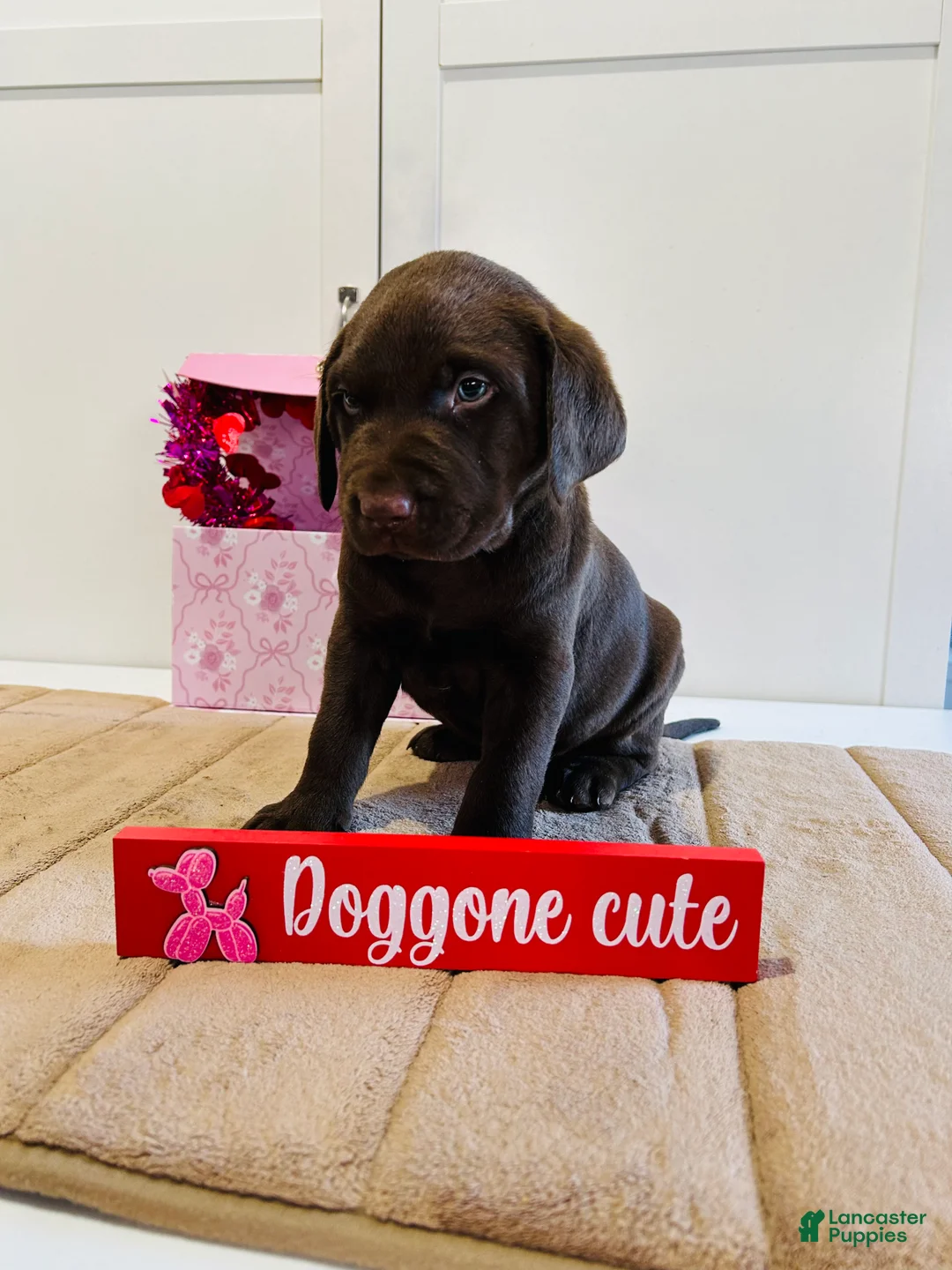 Labrador Retriever dogs for sale: Keith - Ad 8