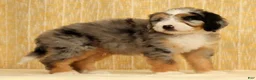 Mini Bernedoodle dogs for sale: Ollie - Ad 8