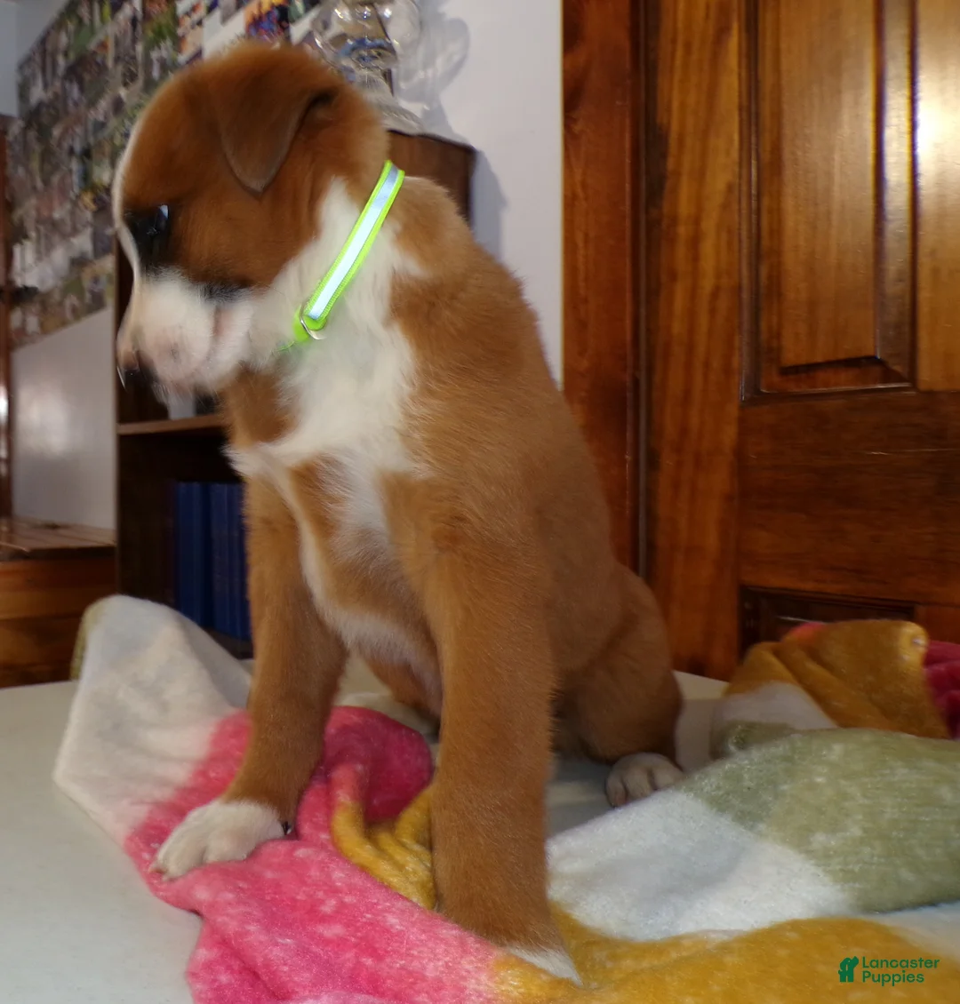 Mixed Breed dogs for sale: Mixed Breed Puppy 7 Prince - Ad 5