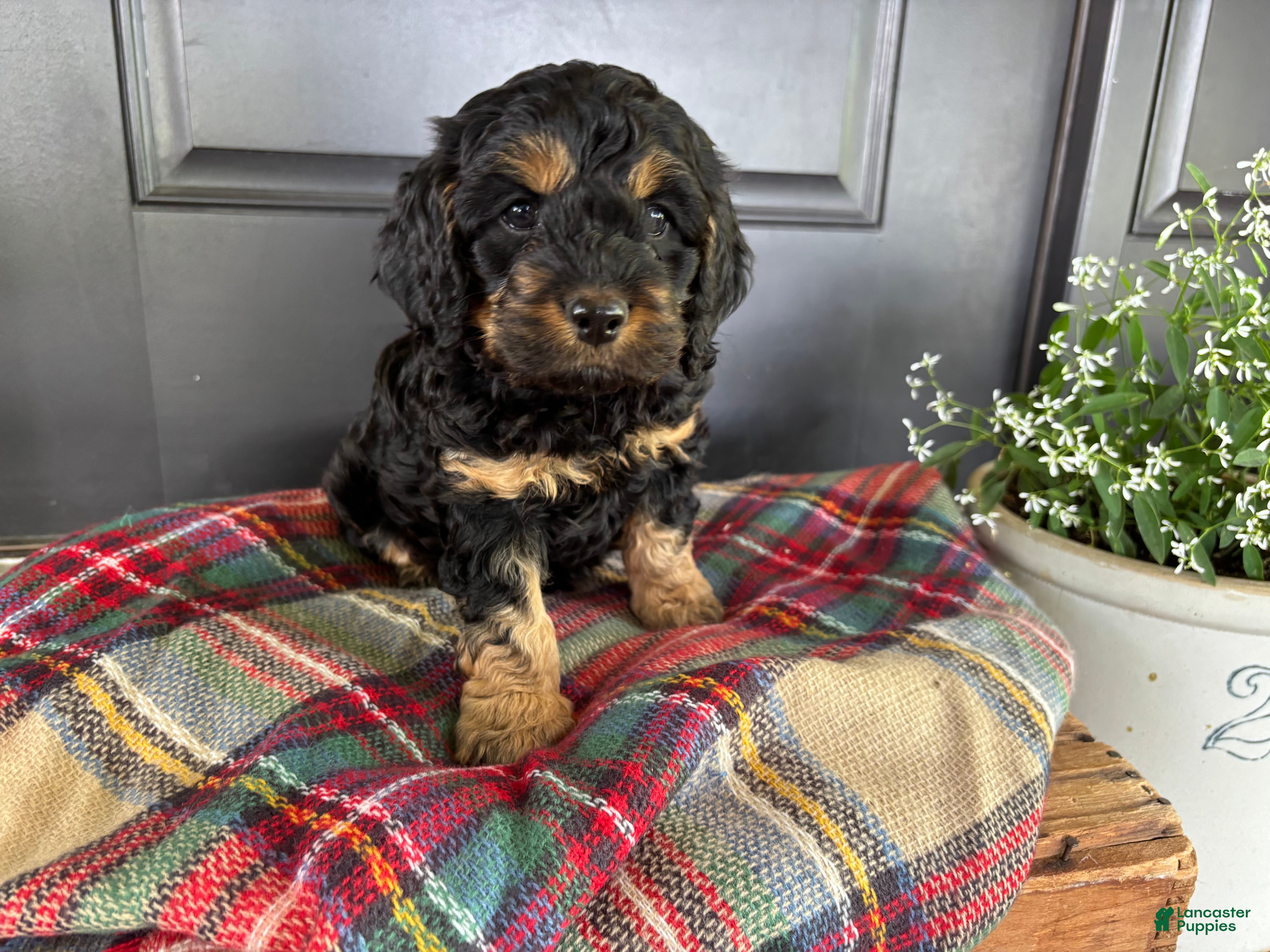 Cockapoo dogs for sale: Crickett  - Ad 6