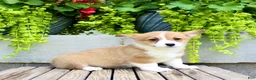Welsh Corgi Pembroke dogs for sale: Rose - Ad 4