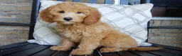 Mini Goldendoodle dogs for sale: Peaches - Ad 5