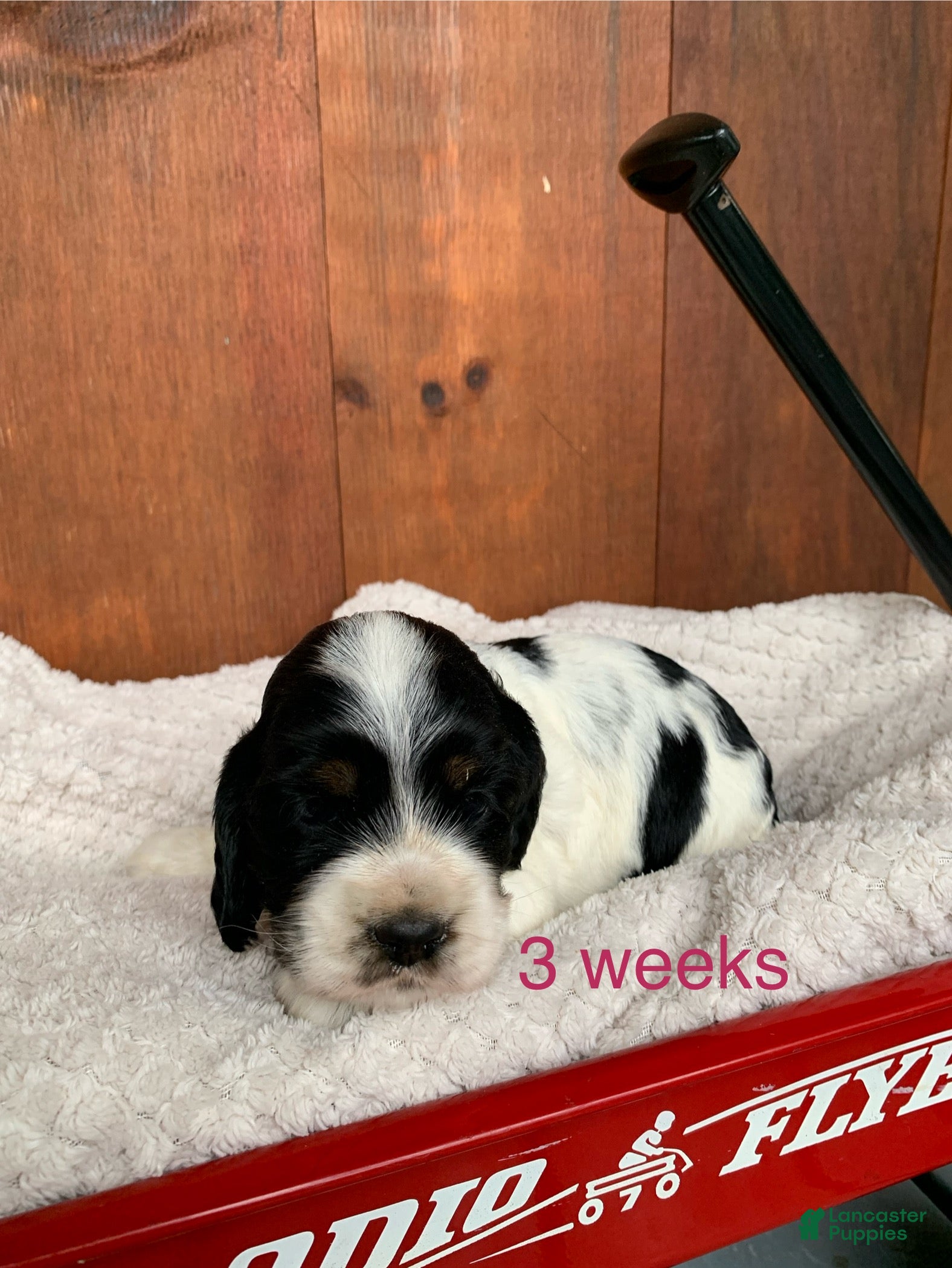 Cocker Spaniel dogs Willow - Ad 1