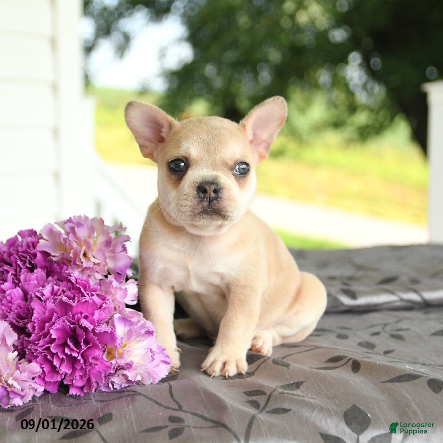 Frenchton dogs Marty - Ad 2