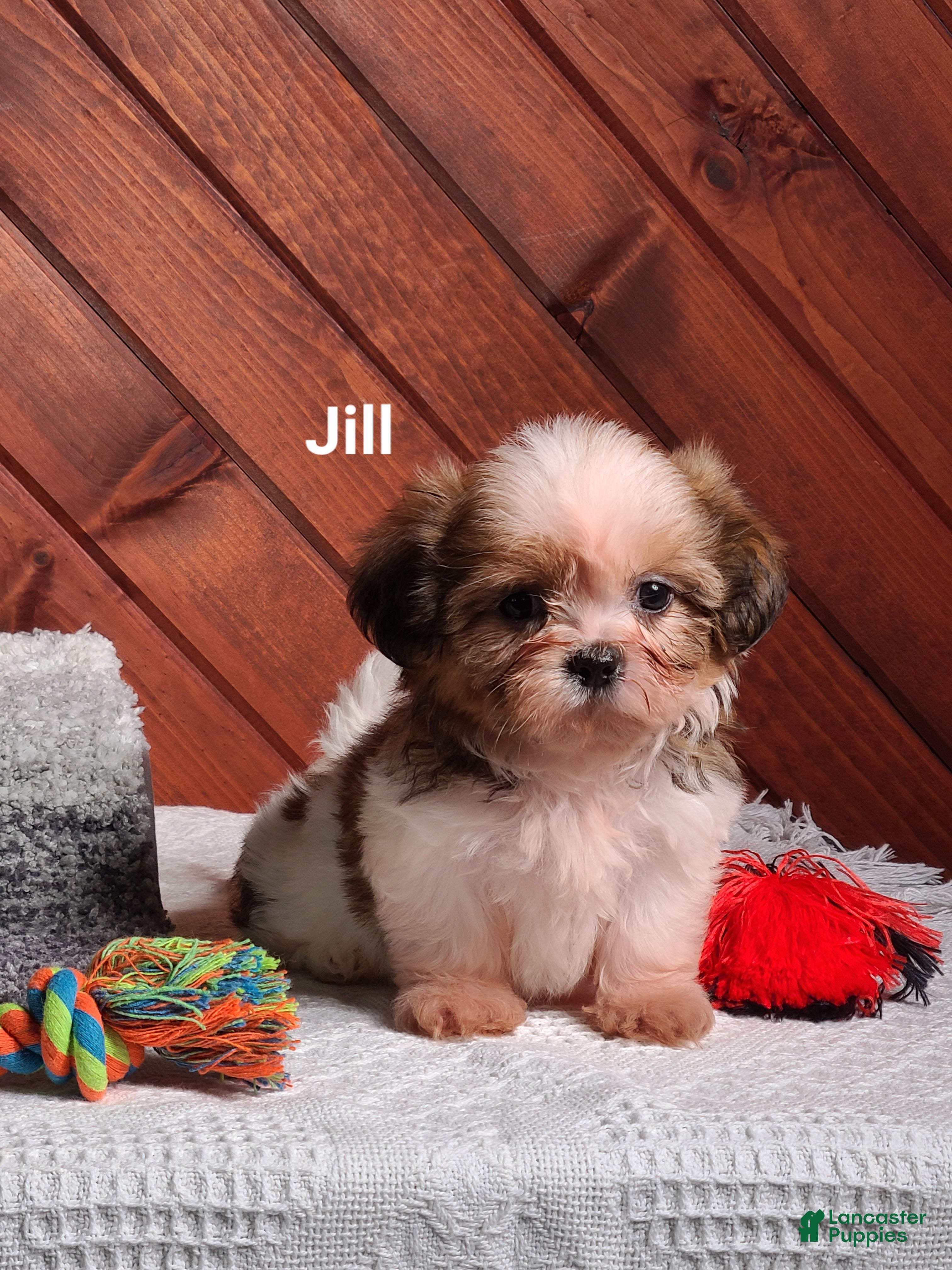 Shih Tzu dogs Jill  - Ad 1