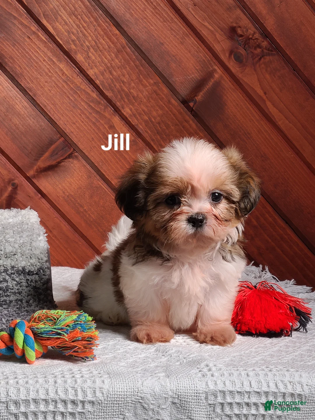 Shih Tzu dogs for sale: Jill  - Ad 1