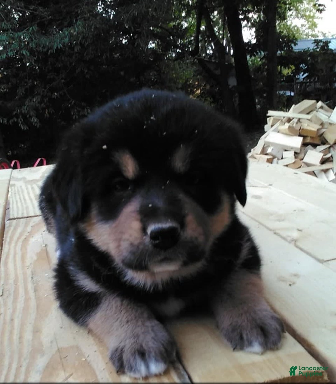 Bernese Mountain Dog dogs for sale: Layla - Ad 2