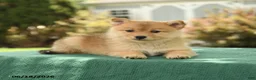 Pomsky dogs for sale: Kobey - Ad 3
