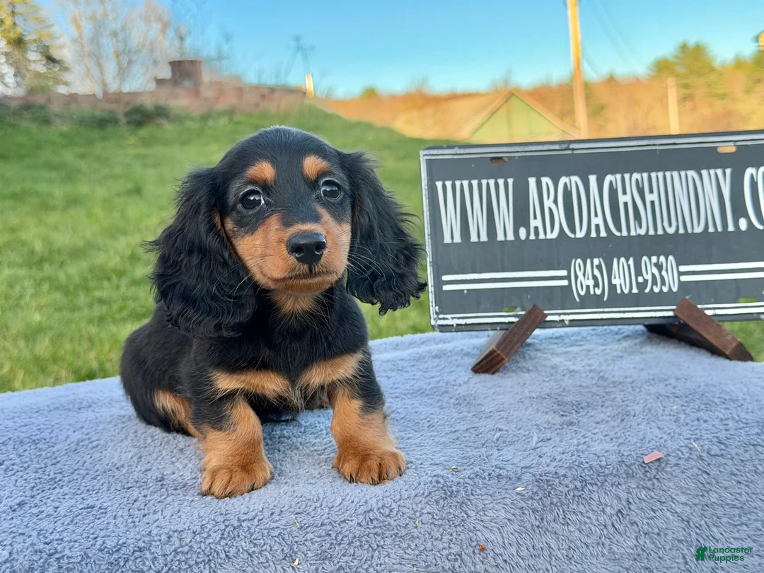 Miniature Dachshund dogs for sale: Russian  - Ad 2